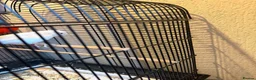 Canaries birds for sale:  Lovely Female Canary + Cage Set – 4  in South Shields - Advert 2