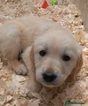 Golden Retriever 2 light blue