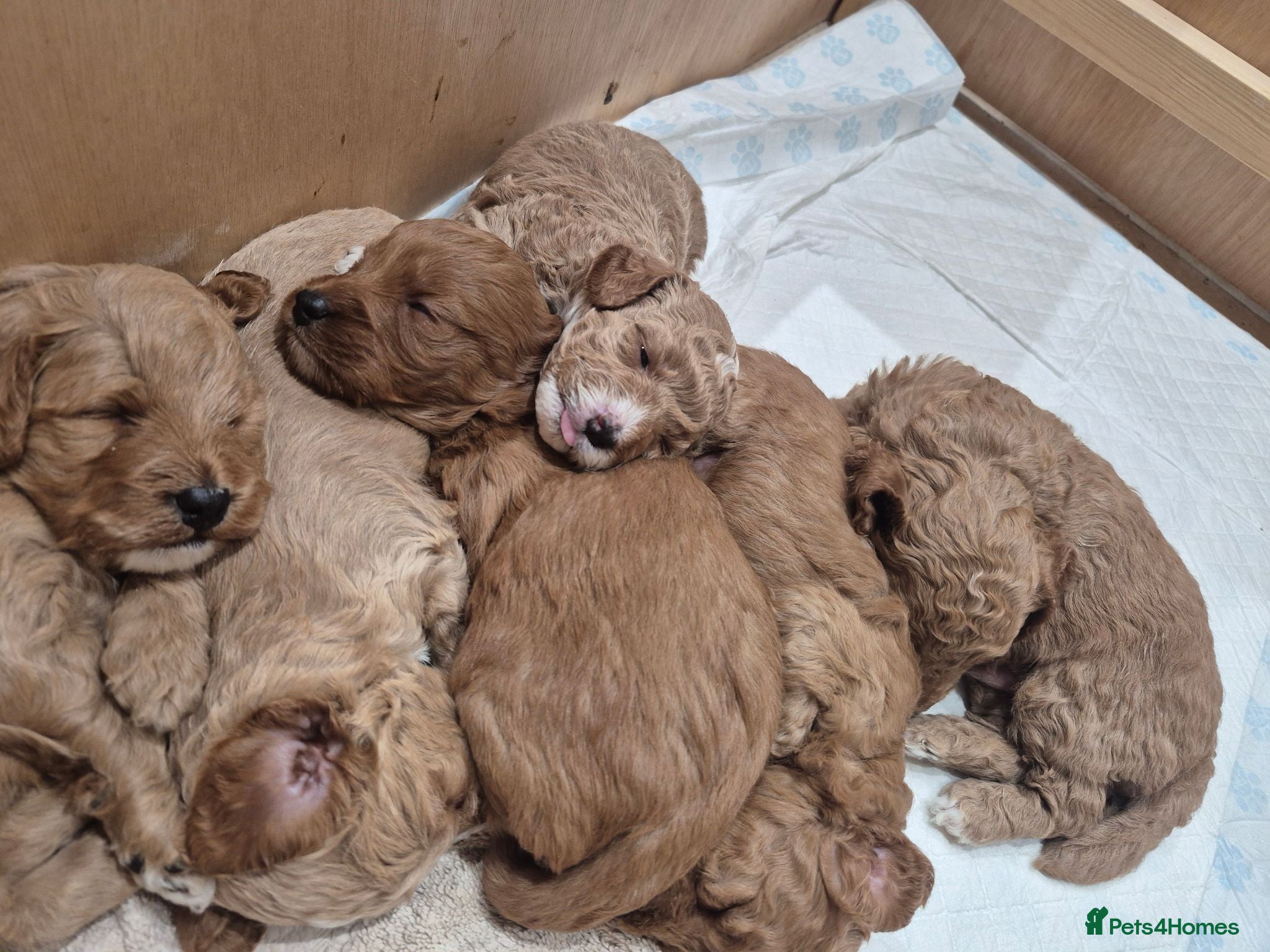 Cockapoo dogs F1B red and apricot curly and wavy cockapoos - Advert 1