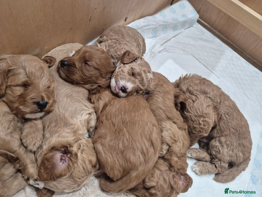 Cockapoo dogs for sale: F1B red and apricot curly and wavy cockapoos - Advert 1