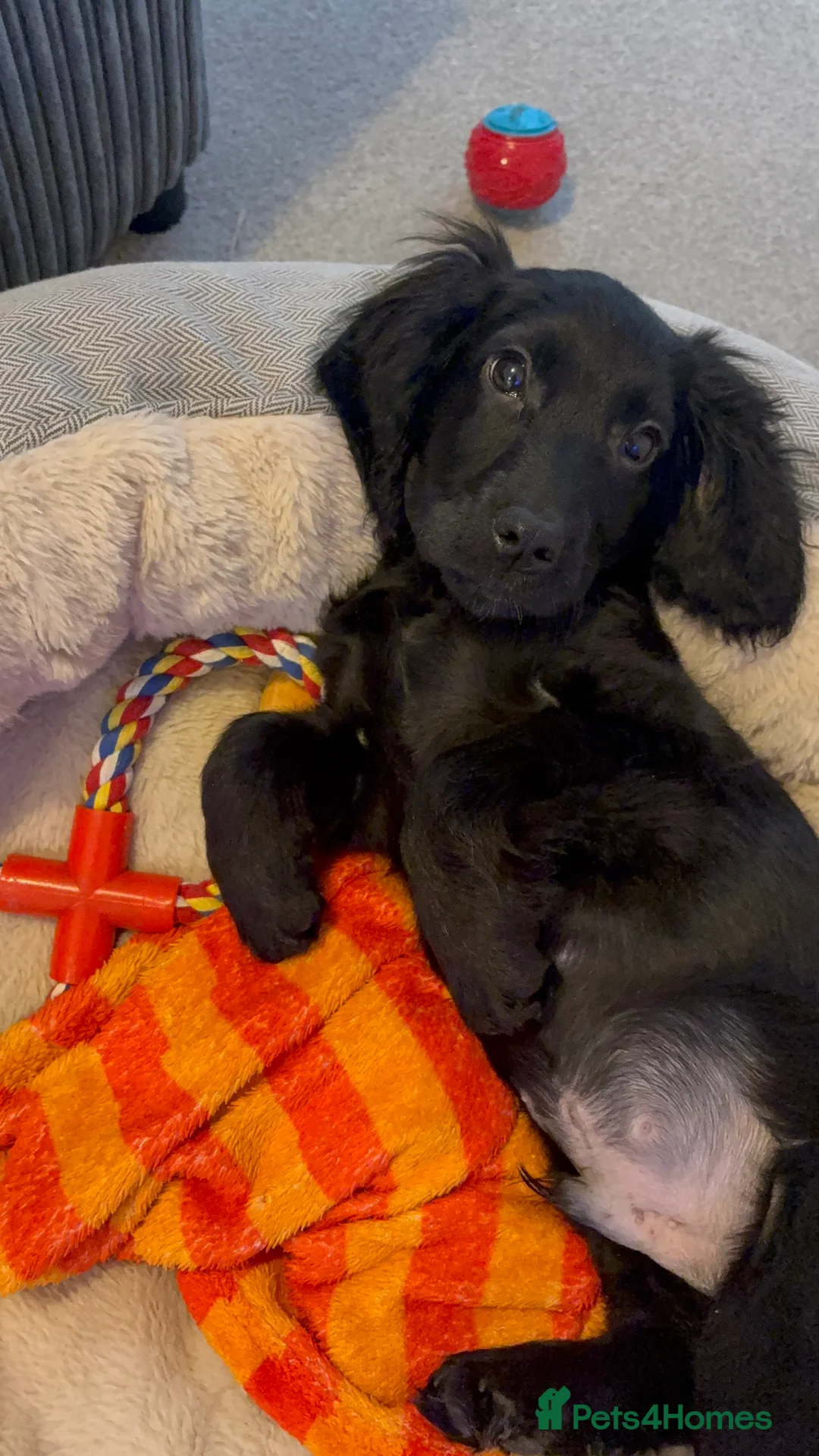 Cocker Spaniel dogs for sale: Cocker Spaniel - 4 Months Old - Advert 2