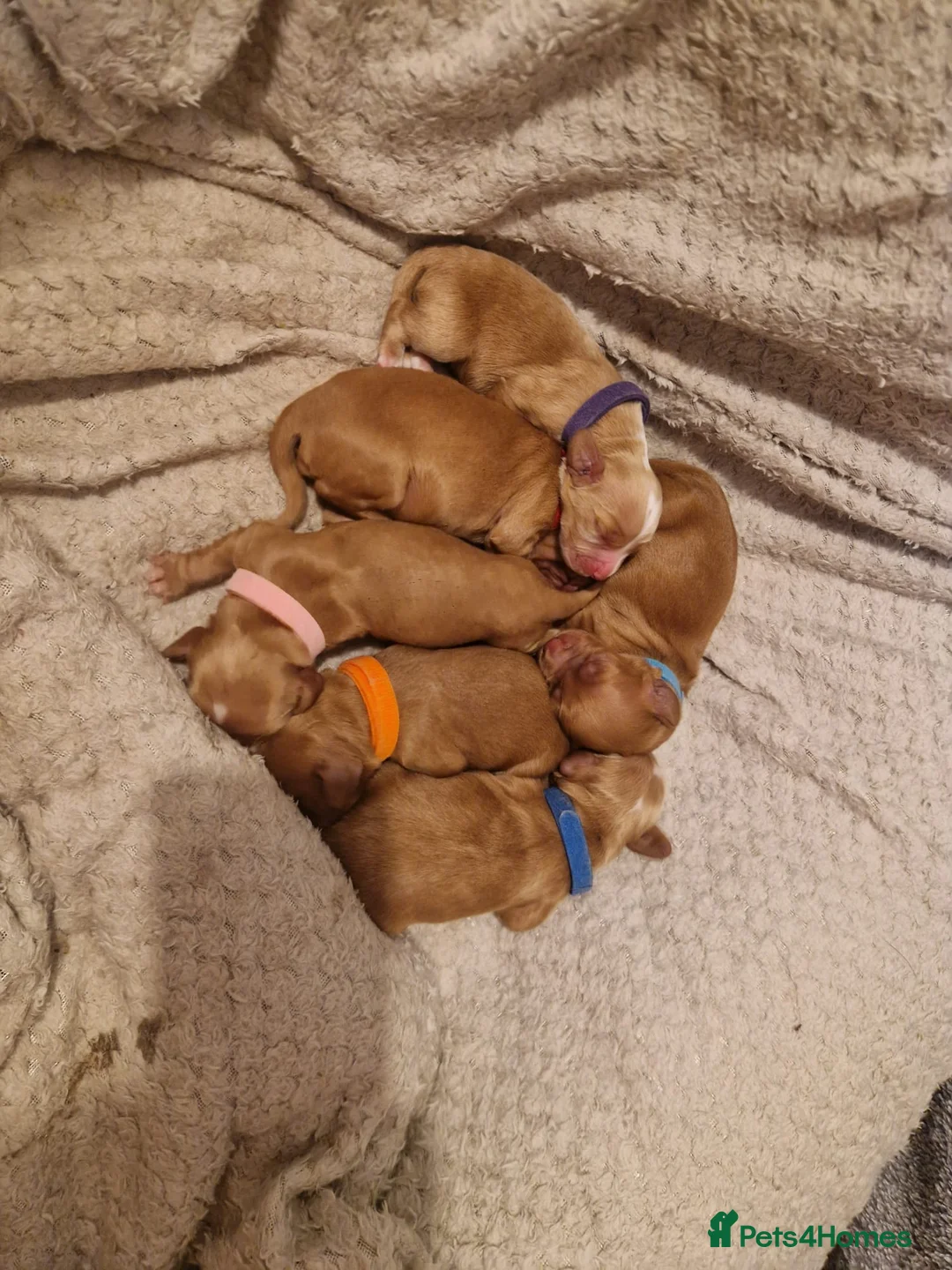 Cocker Spaniel dogs for sale: Cocker spaniel puppies - Advert 4