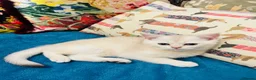 Scottish Fold cats for sale:  Kittens Ready for Their Forever Homes - Advert 11
