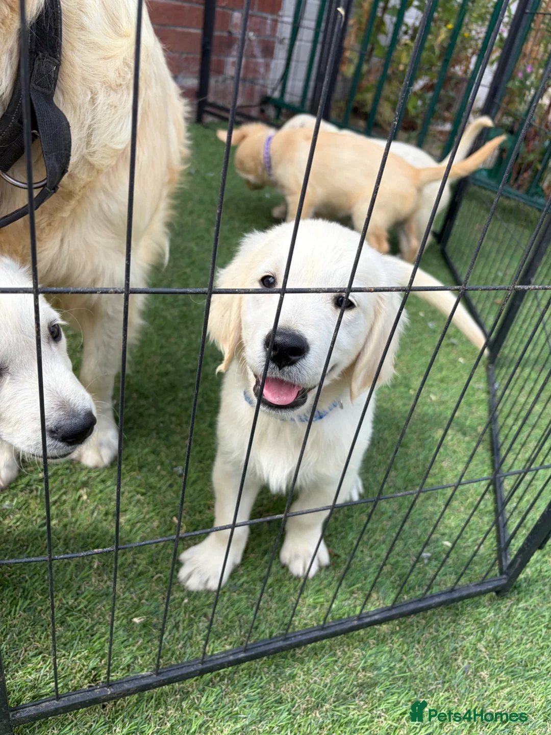 Golden Retriever dogs for sale: Kc reg golden retriever puppies  - Advert 2