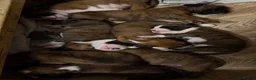 Boxer dogs for sale: Beautiful Boxers - Advert 3