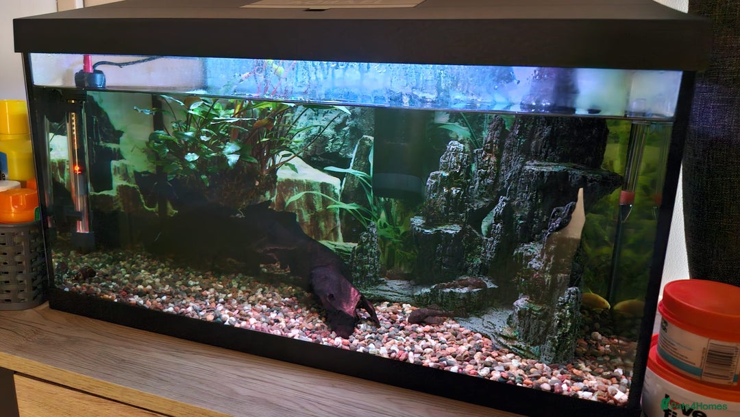 Catfish fish for sale: Complete Fish Tank Setup + Fishes - Advert 6