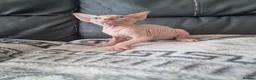 Sphynx cats for sale: Canadian Sphynx Kittens Looking for Loving Homes  - Advert 21