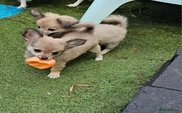 Chihuahua dogs for sale: Long coat Stunning K.C Reg. Puppies **READY NOW** - Image 10