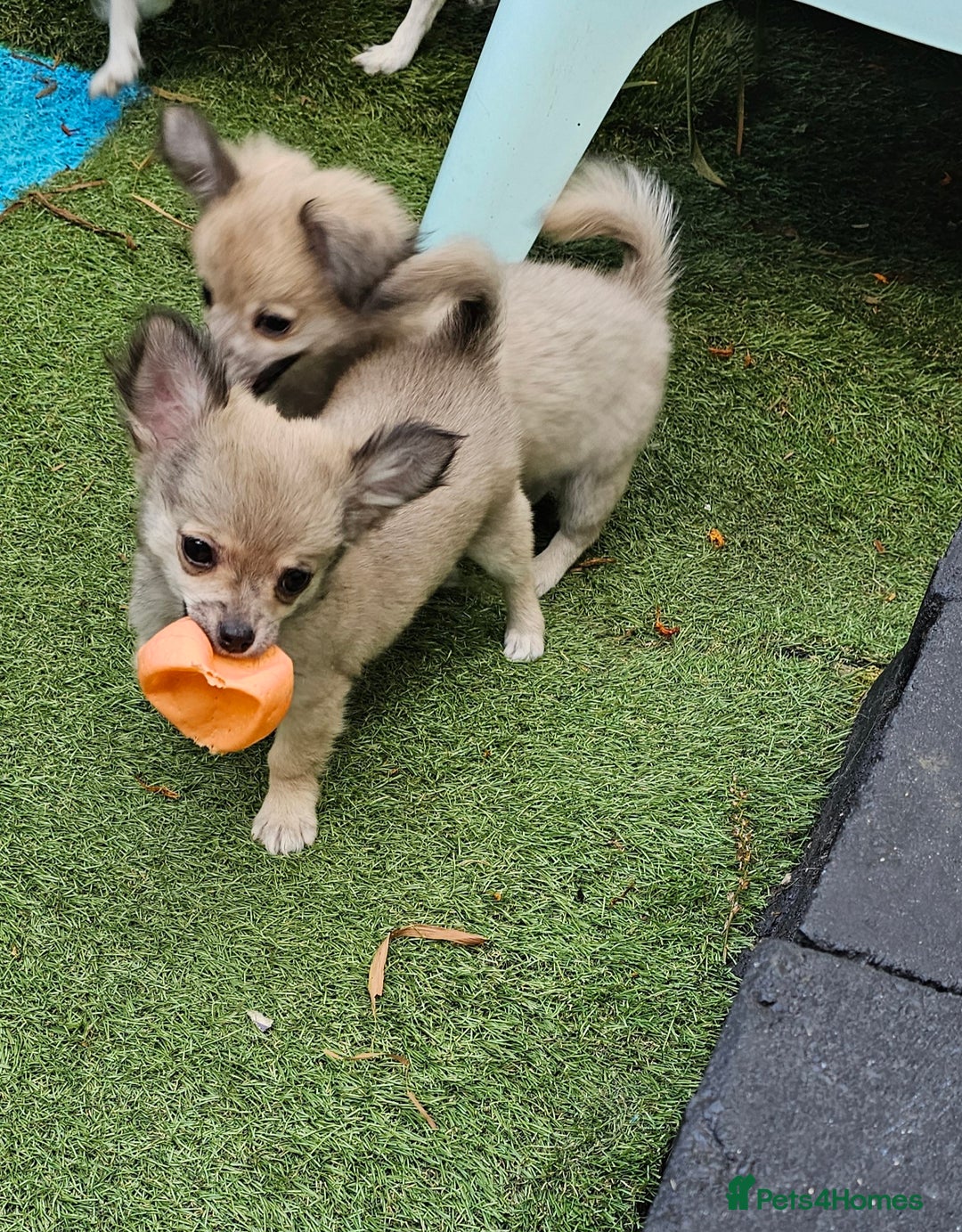 Chihuahua dogs for sale: Long coat Stunning K.C Reg. Puppies **READY NOW** - Image 10