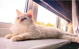 Ragdoll cats for stud: GCCF Eu**an Champion line Ragdoll Stud - Image 7