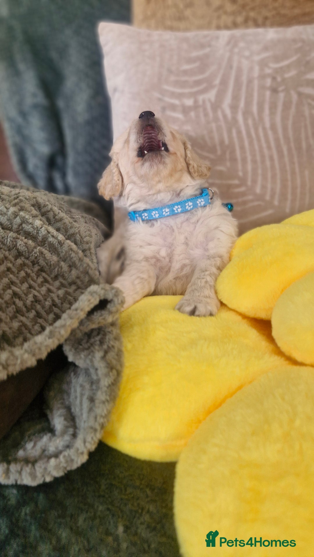 Mixed Breed dogs for sale: Maltipoo puppies  - Image 24