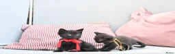 British Shorthair cats for sale: 5 Bundles of Love - Persian x BSH kittens  - Advert 13