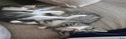 Mixed Breed cats for sale: Mum Bengal Mix - Advert 5