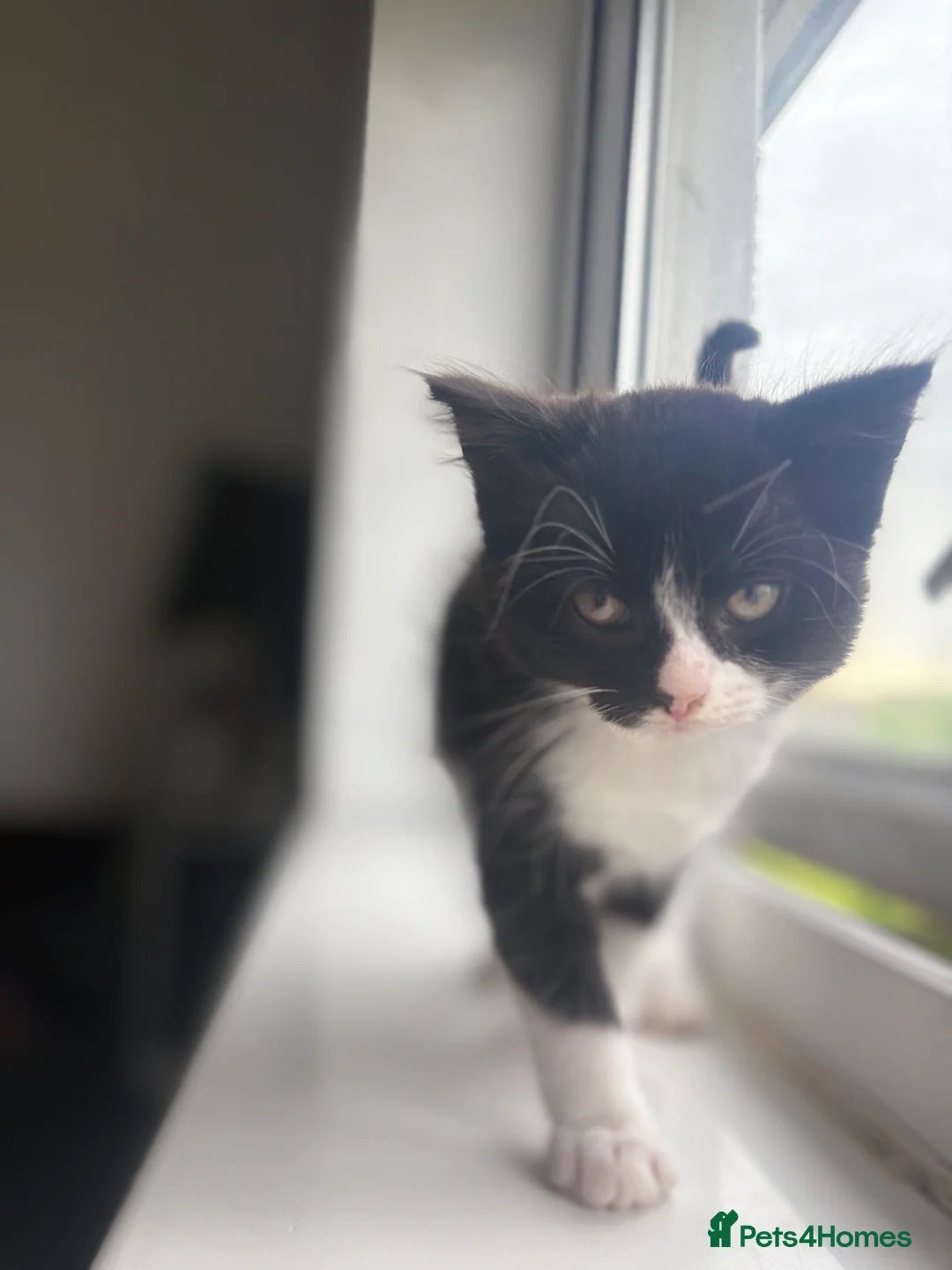 Mixed Breed cats for sale: Super friendly super cuddly kittens in Swansea - Advert 2