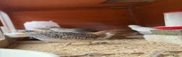 Quail poultry for sale: 14 Coturnix Quail for sale - Advert 2