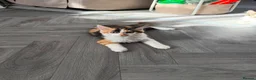 Mixed Breed cats for sale: Maine Coon mixed kittens - Advert 5