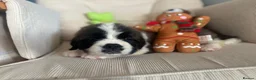 Saint Bernard dogs for sale: Kc registered Saint Bernard pups  - Advert 8