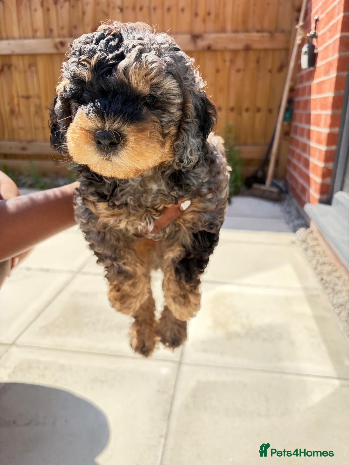 Cockapoo dogs Adorable blue merle Cockapoo puppy - Advert 13