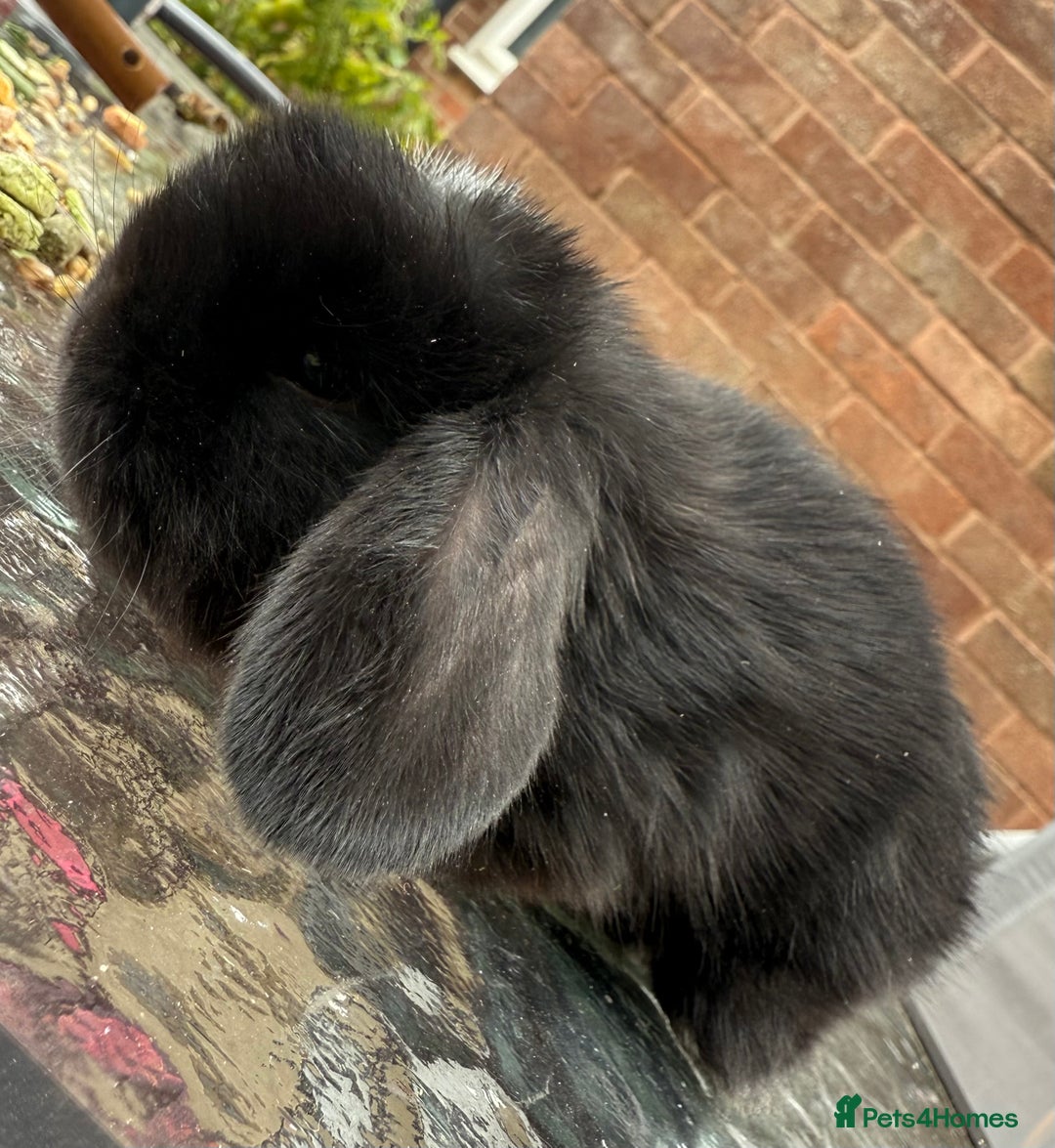 Mini Lop rabbits for sale: Top quality mini lop babies  - Image 15
