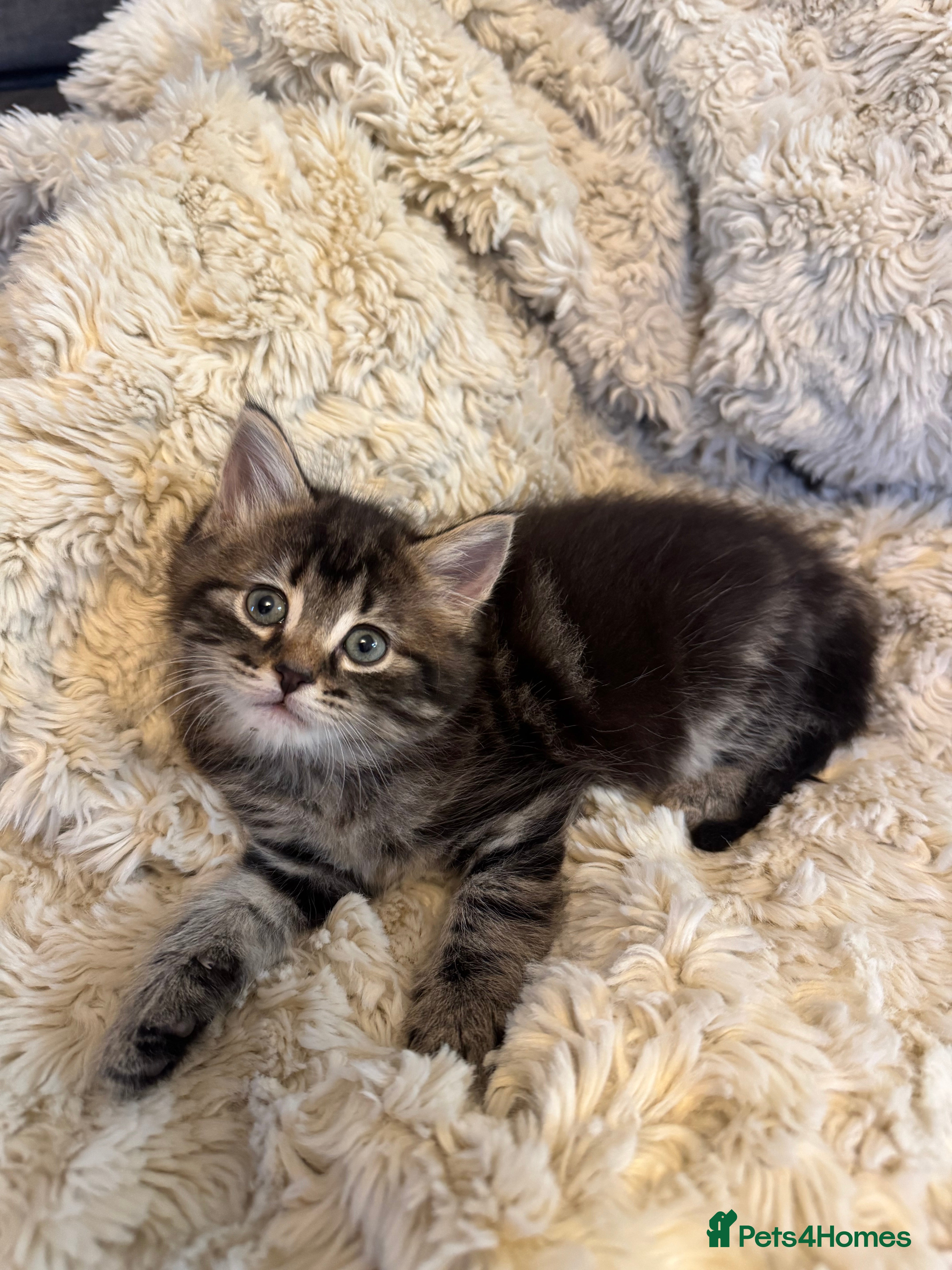 Mixed Breed cats 2 beautiful kittens ready for their forever homes - Advert 3