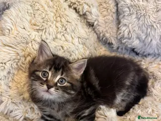 Mixed Breed cats 2 beautiful kittens ready for their forever homes - Advert 3