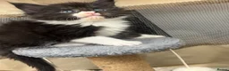 Maine Coon cats for sale: 🐾 Fluffy Maine coon dad is registered 🐾 - Advert 6