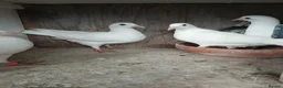 Pigeons birds for sale: Young pure white logan racing pigeons for sale - Advert 4
