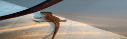 Bearded Dragon reptiles for sale: 🦎 Beautiful bearded dragons 🐉  - Advert 3