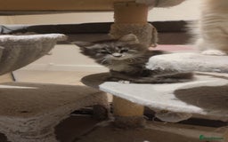 Maine Coon cats for sale: Adorable Maine coons - Image 2