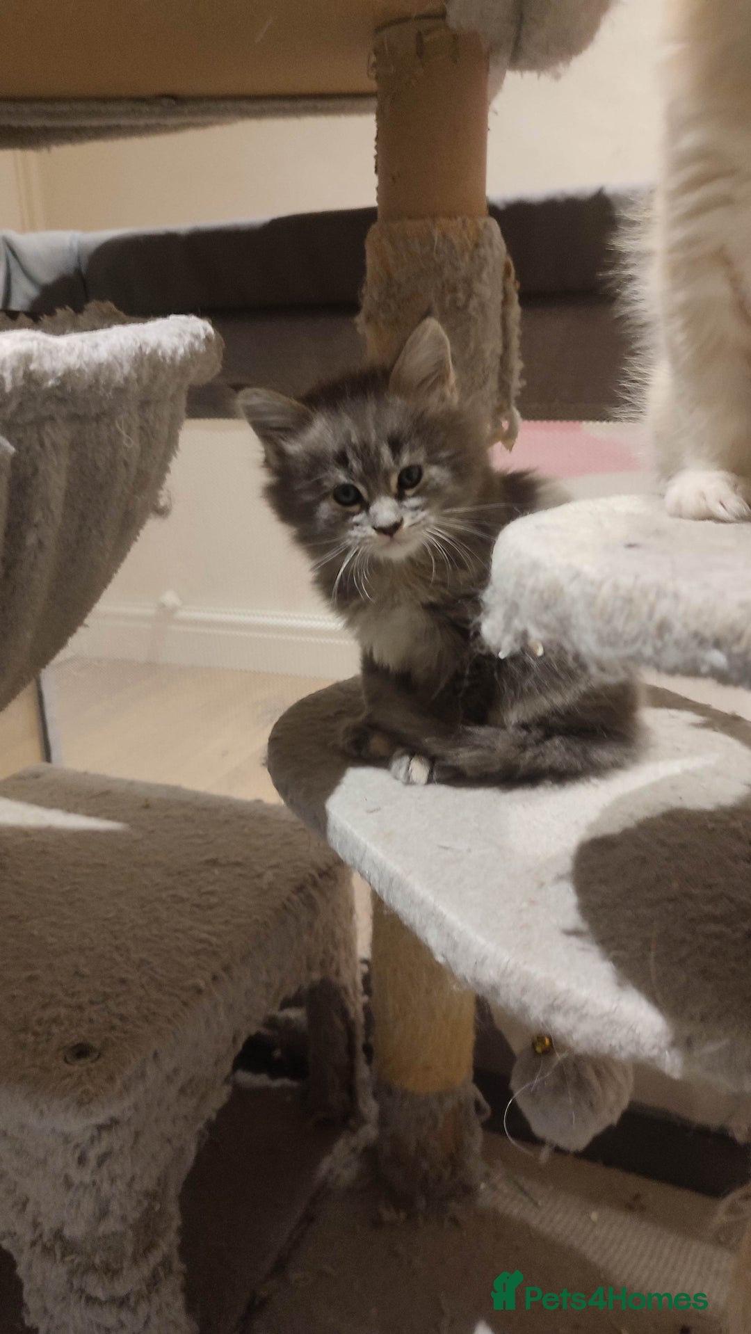 Maine Coon cats for sale: Adorable Maine coons - Image 2