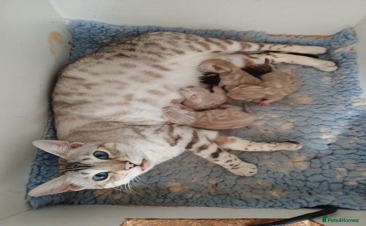 Bengal cats - Advert 4