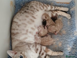 Bengal cats - Advert 34