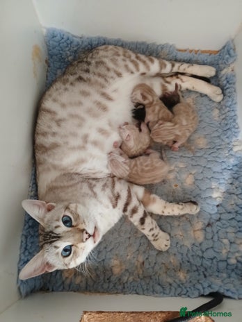 Bengal cats - Advert 4