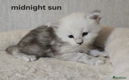 Maine Coon cats for sale: Maine Coon Kittens Black Shaded European Lines - Image 24