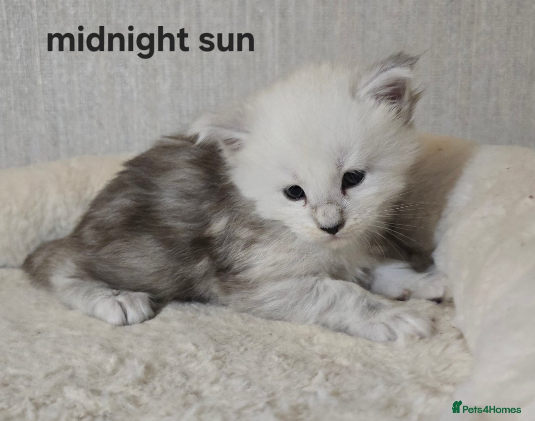 Maine Coon cats for sale: Maine Coon Kittens Black Shaded European Lines - Image 24