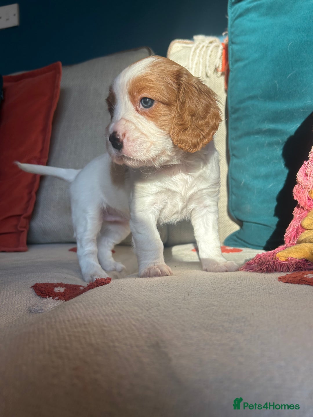 Cockalier dogs for sale: Beautiful Litter of Cavalier King Charles X Cocker - Advert 15