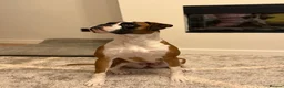 Boxer dogs for sale: 3 boy Boxer puppies for sale - Advert 3