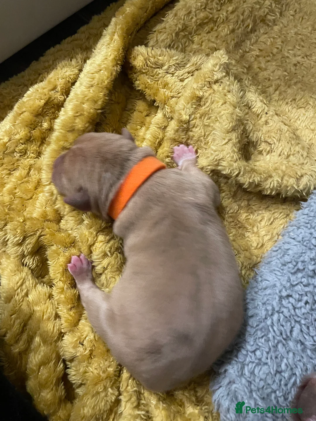 Mixed Breed dogs for sale: American bully X American bulldog puppies  - Advert 8