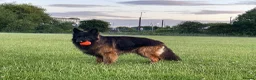 German Shepherd dogs for stud: Hector DNA ,Hips,Elbows perfec.STUD GSD long hair  in Doncaster - Advert 12