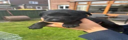 Labrador Retriever dogs for sale: Black and Golden Labrador Puppies - Advert 4