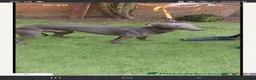 Whippet dogs for sale: Whippet puppies for sale - Advert 31
