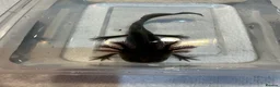 Axolotl reptiles for sale: Axolotl Jeuveniles  - Advert 22