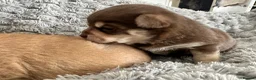 Pomchi dogs for sale: Beautiful Pomchi puppies  - Advert 7