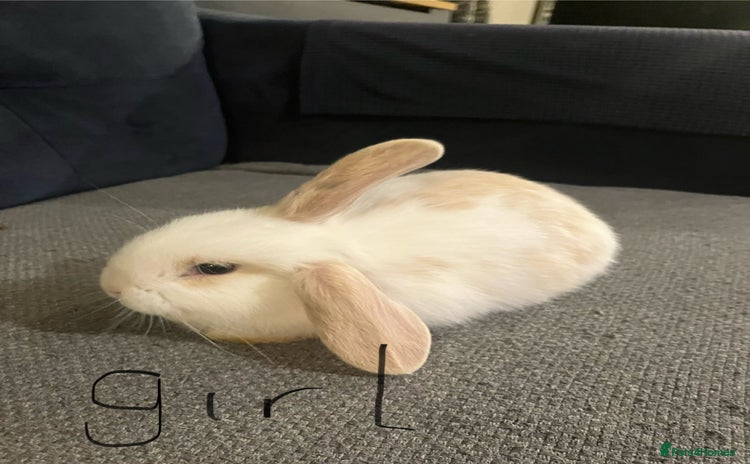 Mini Lop rabbits Mini lops for sale - Advert 1