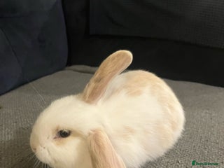 Mini Lop rabbits Mini lops for sale - Advert 1