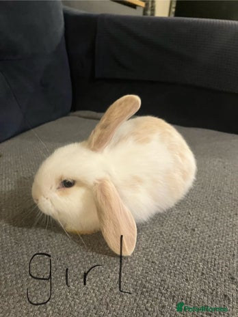 Mini Lop rabbits Mini lops for sale - Advert 1