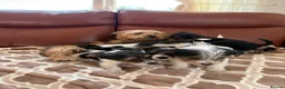 Yorkshire Terrier dogs for sale: Yorkshire terrier puppies - Advert 2
