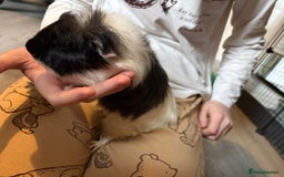 Guinea Pig rodents for sale: Male guinea pigs all different breeds  - Image 7
