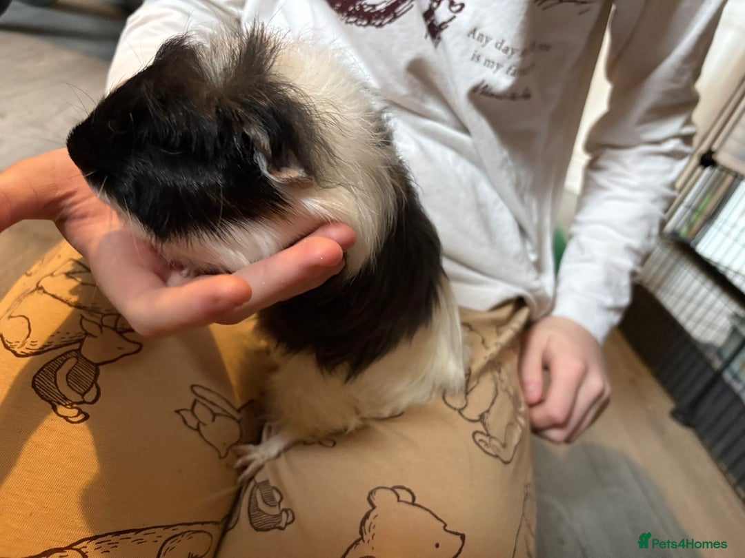 Guinea Pig rodents for sale: Male guinea pigs all different breeds  - Image 7