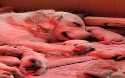 Golden Retriever dogs for sale: Golden Retriever Pups – First Class Homes Wanted - Image 15
